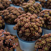 4'' Aeonium Sedifolium, Rare Live Succulent Plants