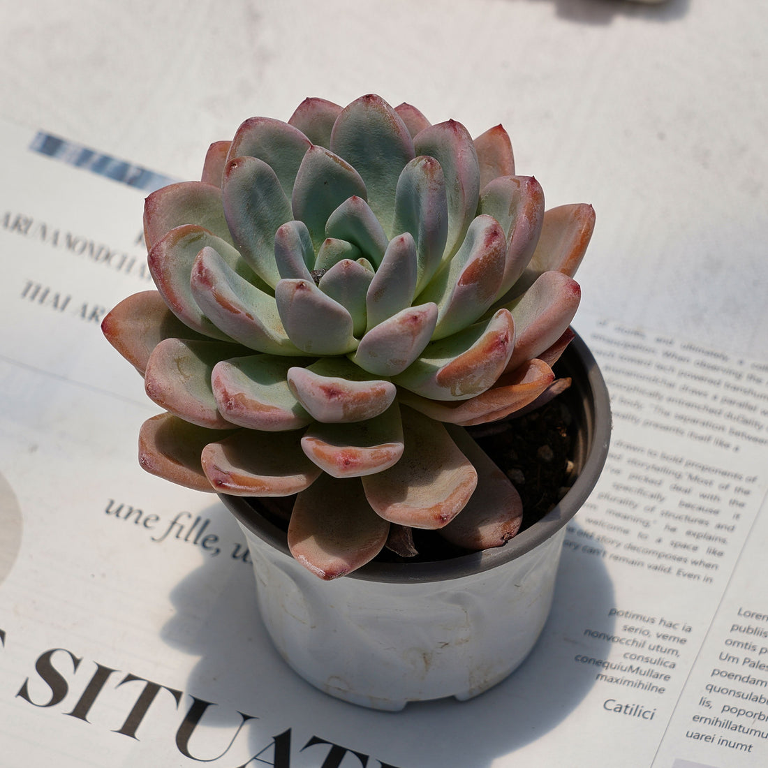 4'' Echeveria Star Snow, Rare Live Succulent Plants