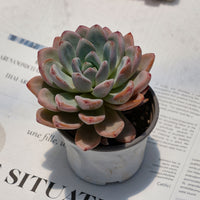 4'' Echeveria Star Snow, Rare Live Succulent Plants