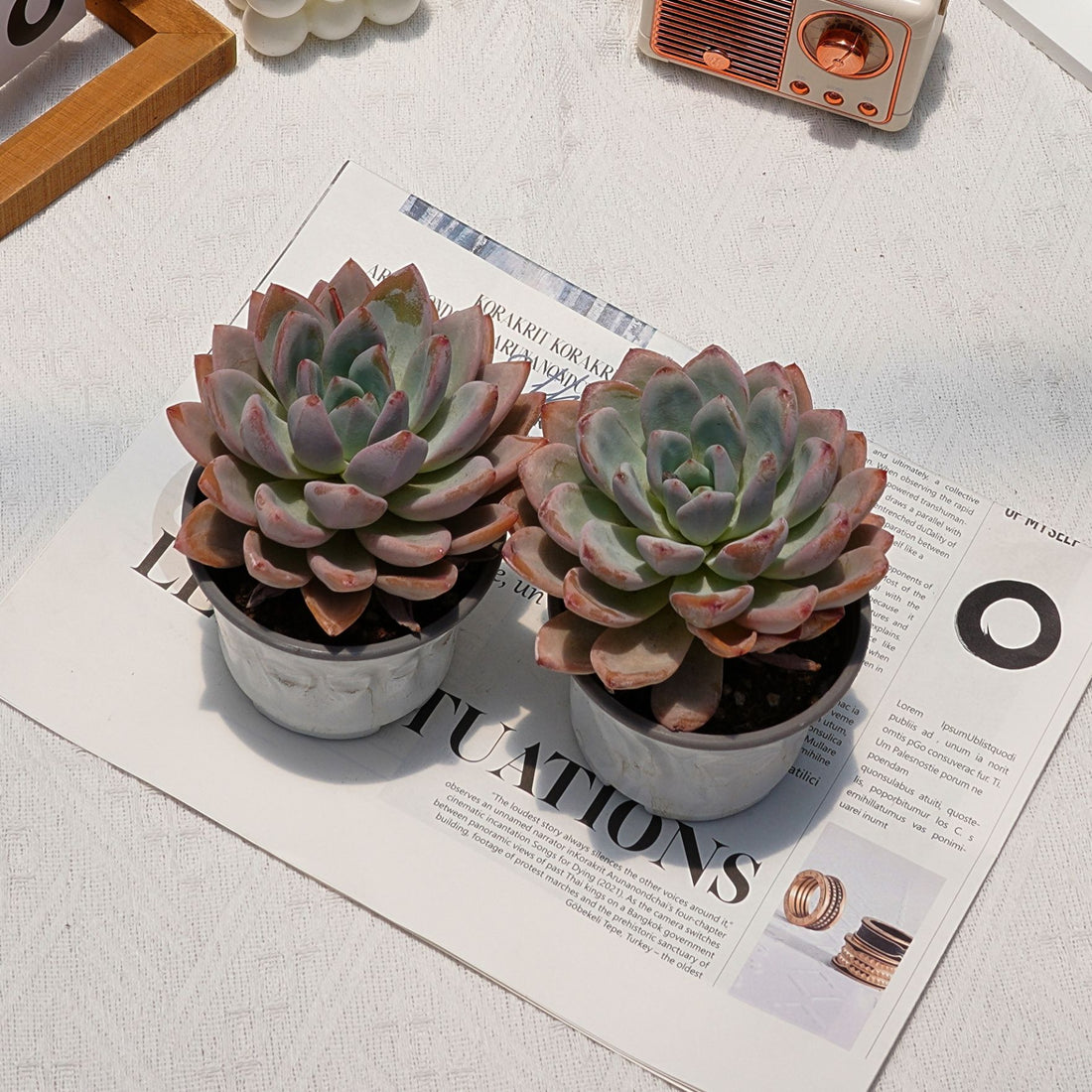 4'' Echeveria Star Snow, Rare Live Succulent Plants
