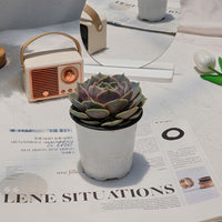 4'' Echeveria Lola, Rare Live Succulent Plants