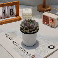 4'' Echeveria Lola, Rare Live Succulent Plants