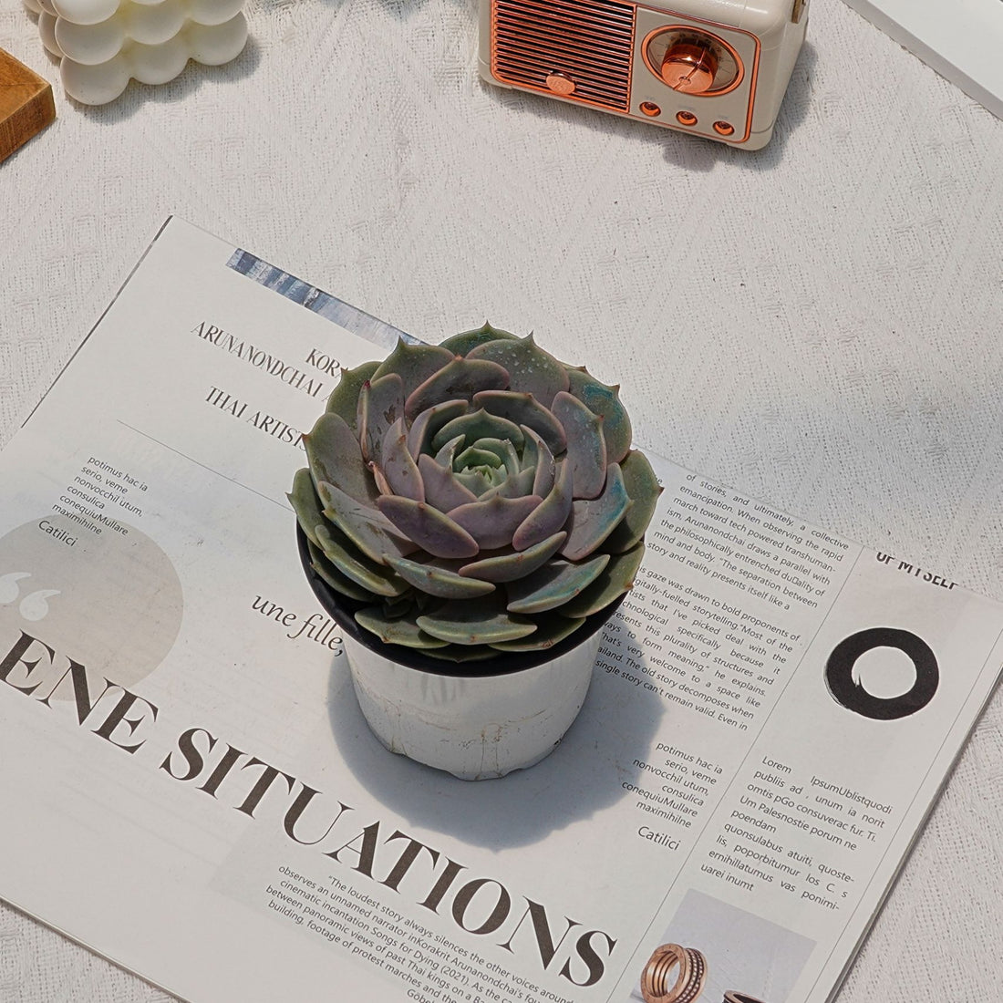 4'' Echeveria Lola, Rare Live Succulent Plants
