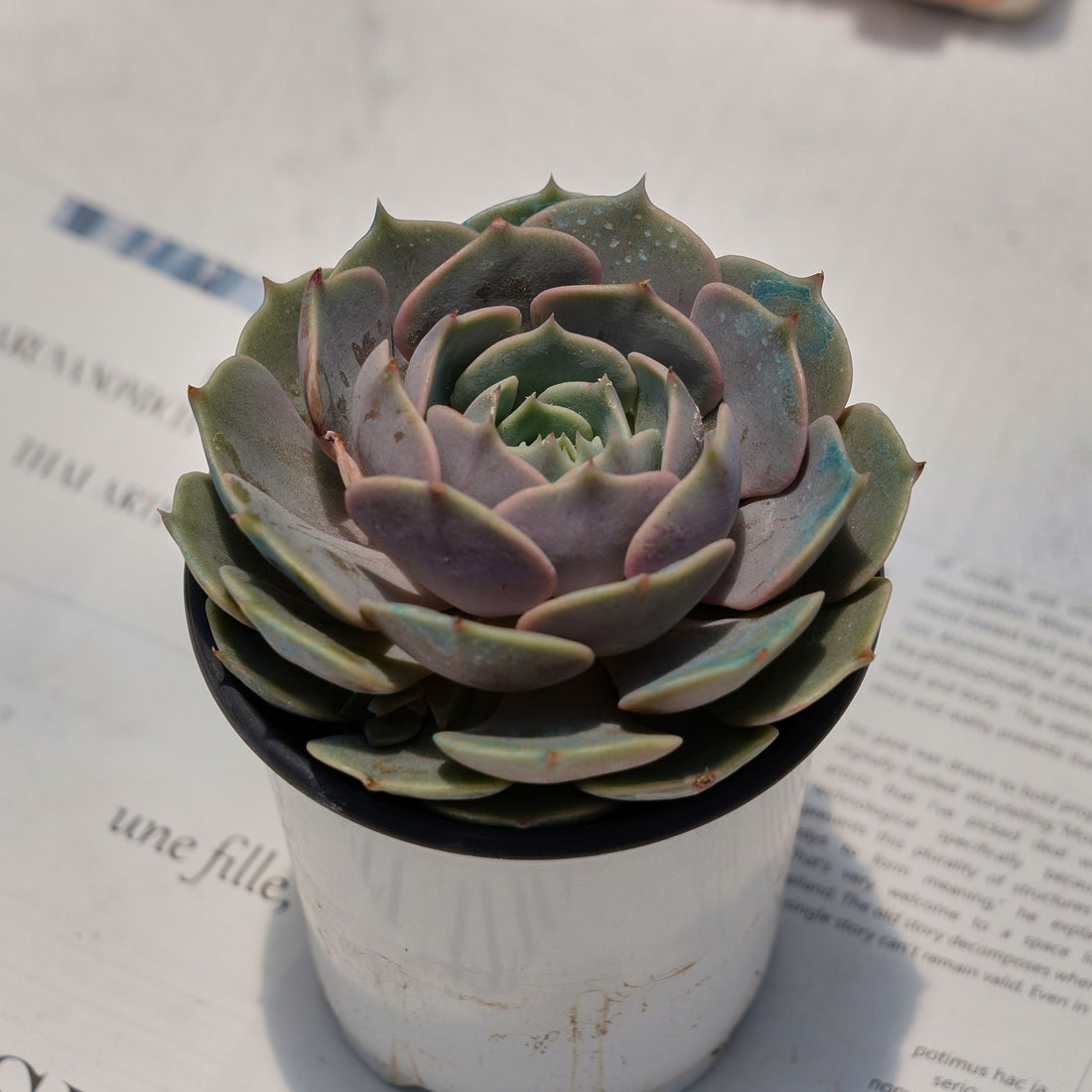 4'' Echeveria Lola, Rare Live Succulent Plants