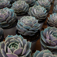 4'' Echeveria Lola, Rare Live Succulent Plants