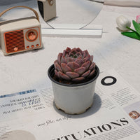 4'' Echeveria Amazing Grace, Rare Live Succulent Plants