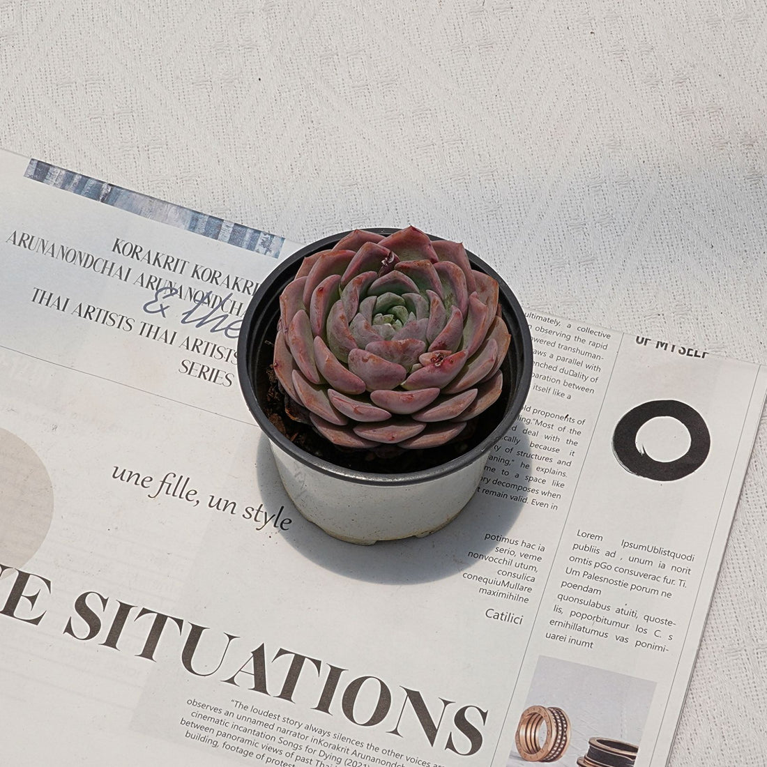 4'' Echeveria Amazing Grace, Rare Live Succulent Plants
