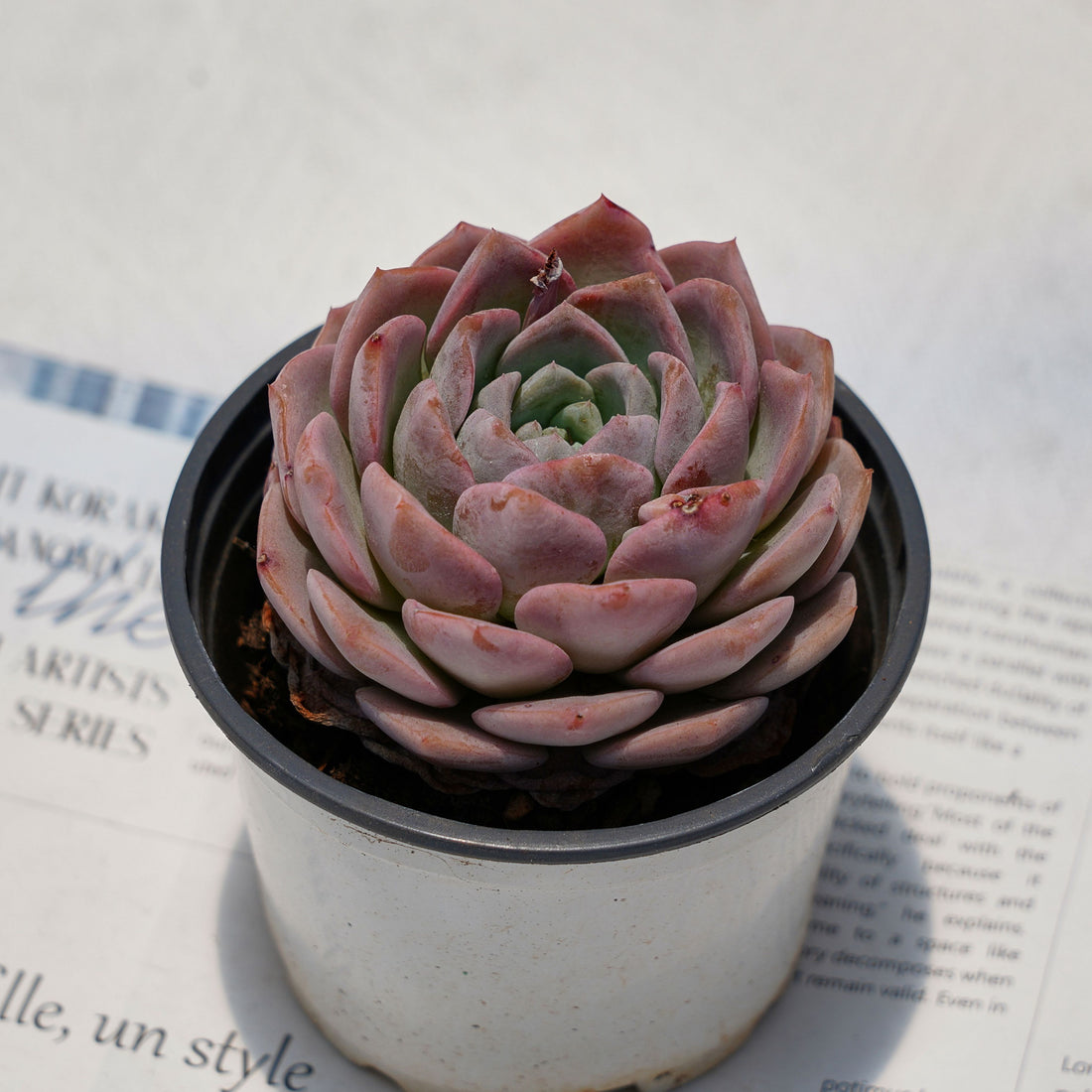 4'' Echeveria Amazing Grace, Rare Live Succulent Plants