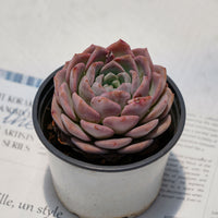 4'' Echeveria Amazing Grace, Rare Live Succulent Plants