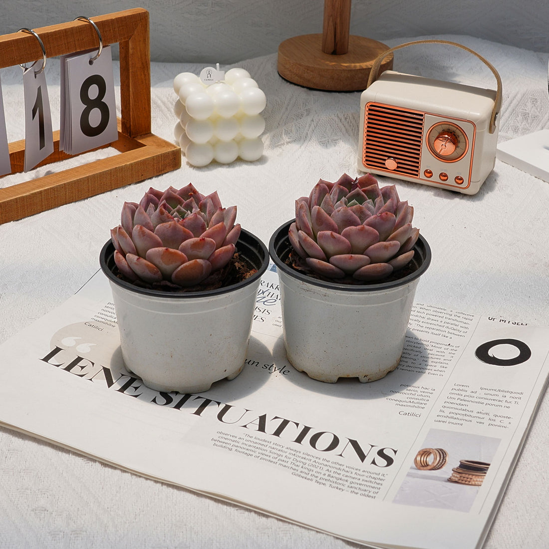 4'' Echeveria Amazing Grace, Rare Live Succulent Plants