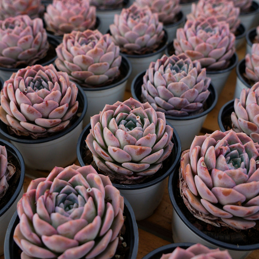 4'' Echeveria Amazing Grace, Rare Live Succulent Plants