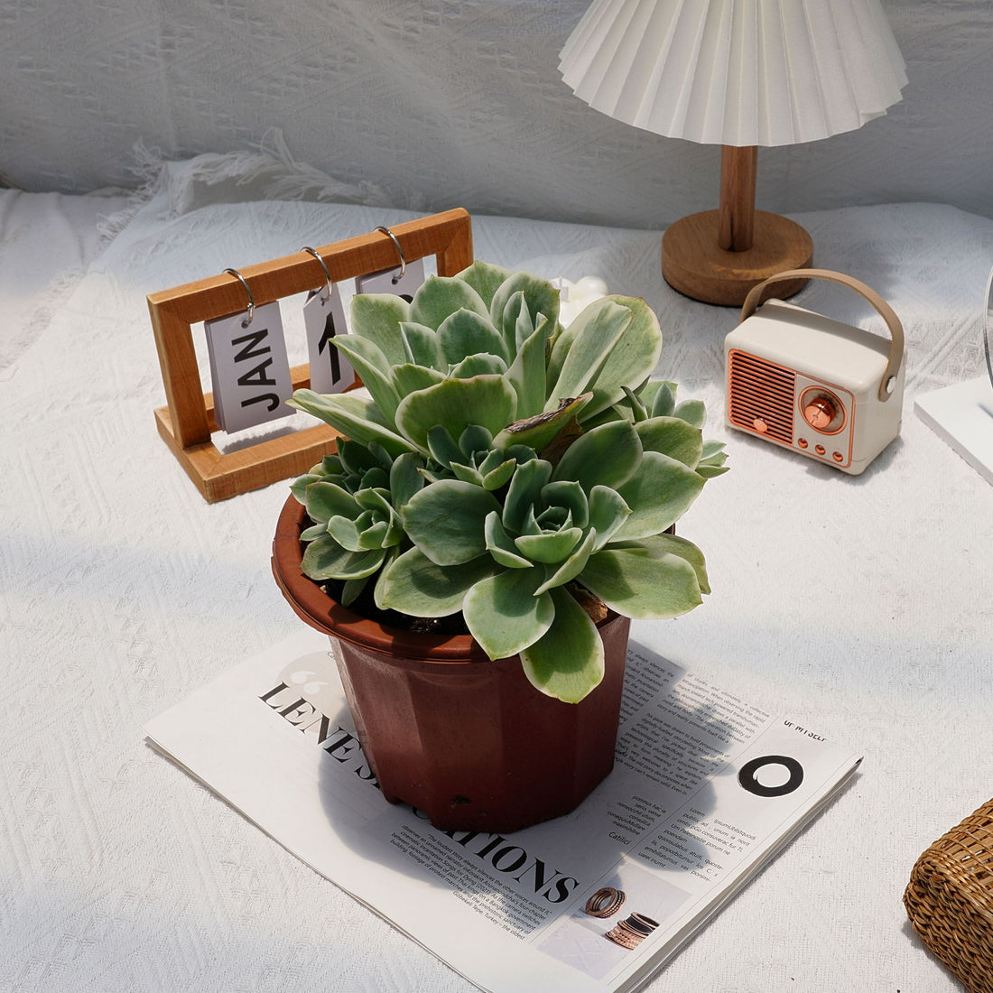 8'' Echeveria Lemon Lime Variegated, Rare Live Succulent Plants