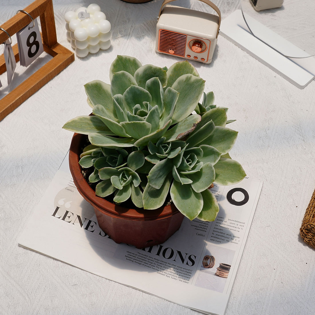 8'' Echeveria Lemon Lime Variegated, Rare Live Succulent Plants