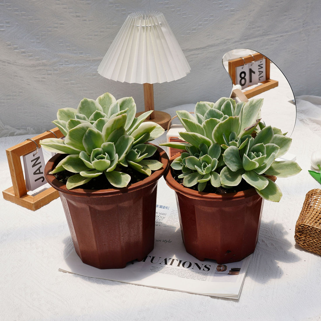 8'' Echeveria Lemon Lime Variegated, Rare Live Succulent Plants