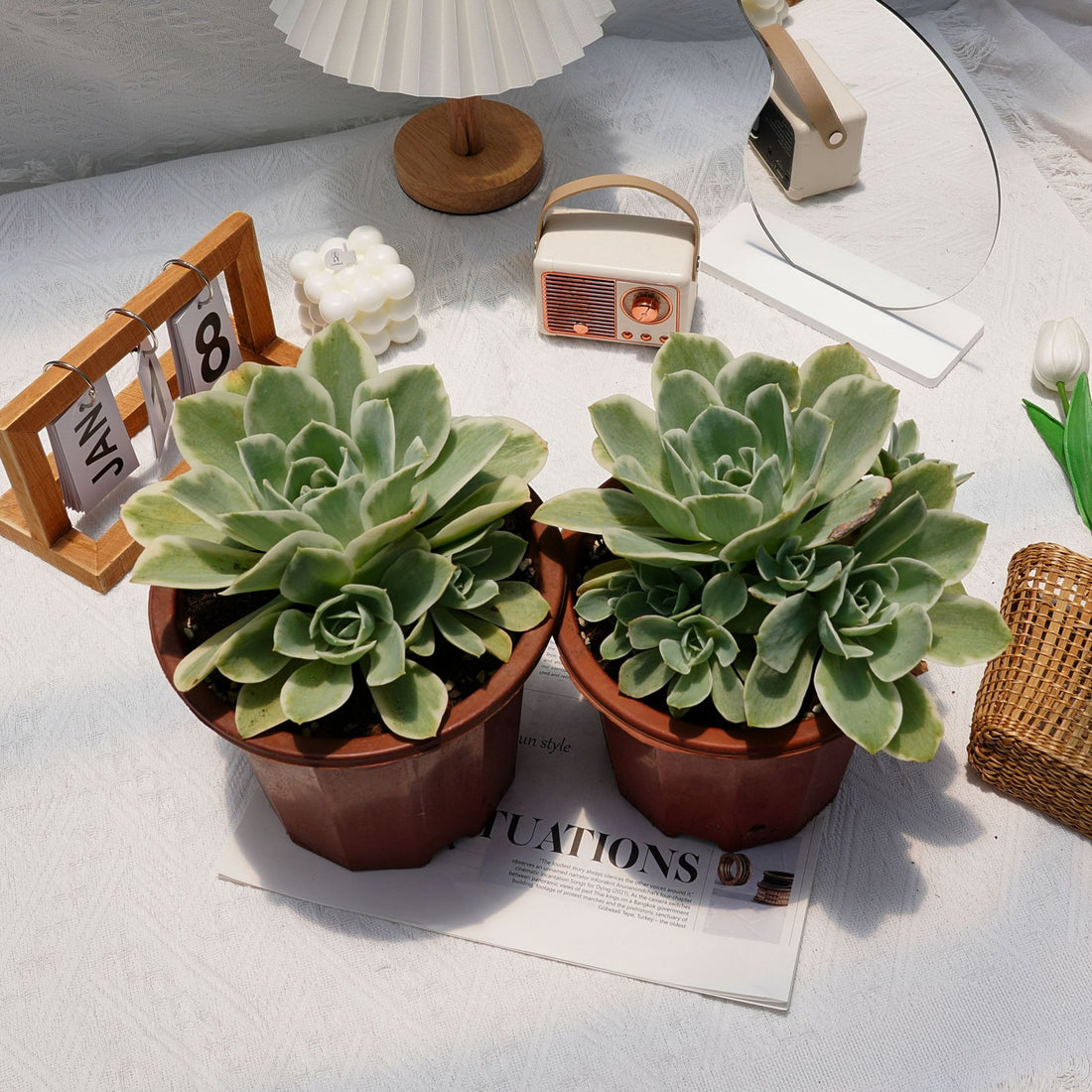 8'' Echeveria Lemon Lime Variegated, Rare Live Succulent Plants