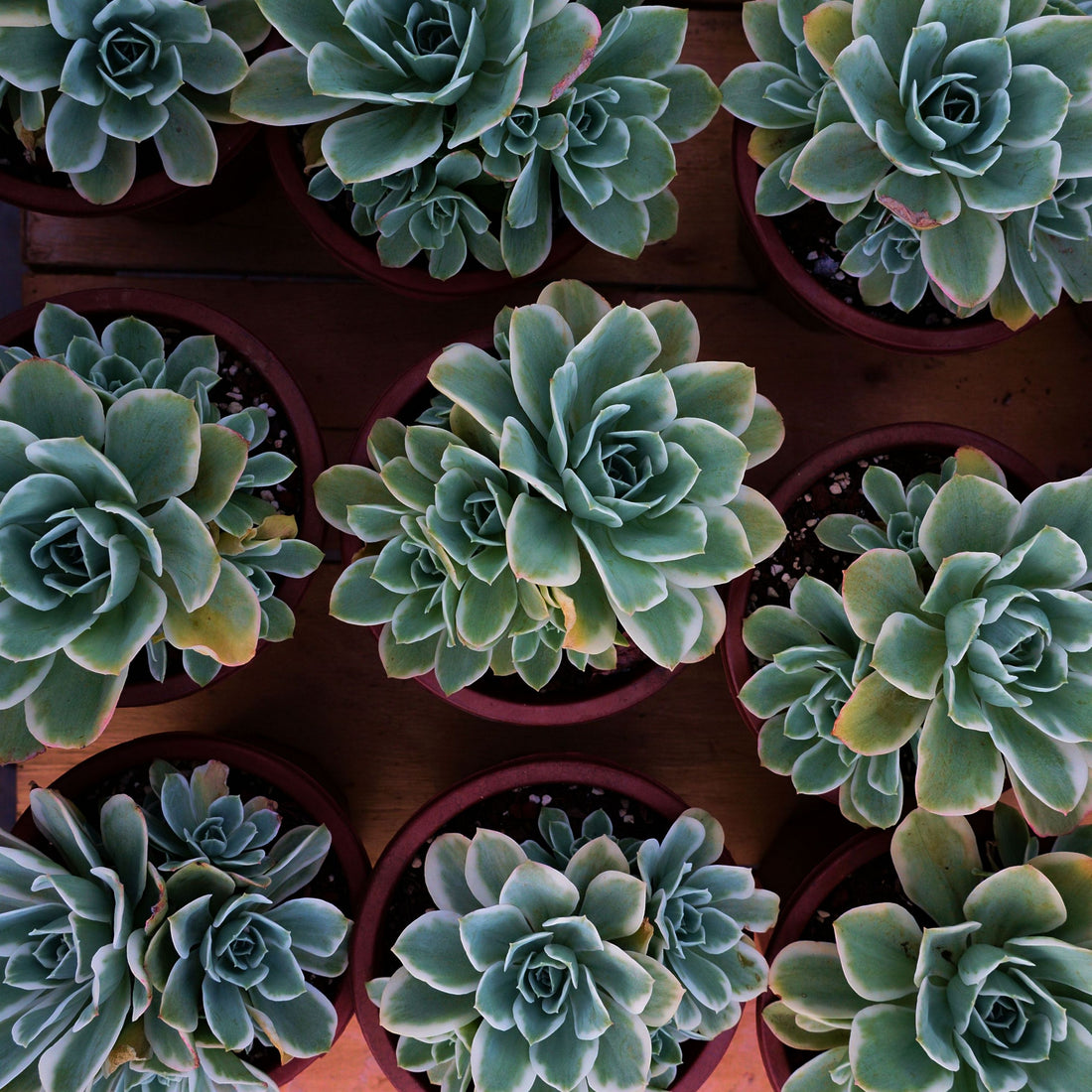 8'' Echeveria Lemon Lime Variegated, Rare Live Succulent Plants