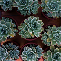 8'' Echeveria Lemon Lime Variegated, Rare Live Succulent Plants