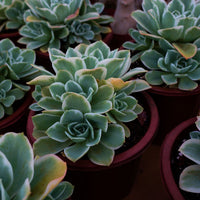 8'' Echeveria Lemon Lime Variegated, Rare Live Succulent Plants