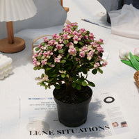 6'' Portulacaria Afra, Rare Live Succulent Plants