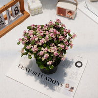 6'' Portulacaria Afra, Rare Live Succulent Plants