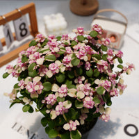 6'' Portulacaria Afra, Rare Live Succulent Plants