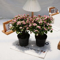 6'' Portulacaria Afra, Rare Live Succulent Plants