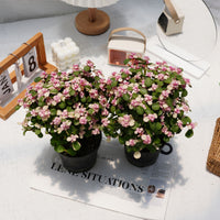 6'' Portulacaria Afra, Rare Live Succulent Plants