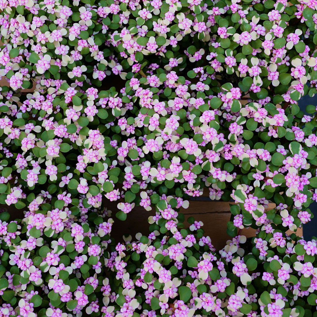 6'' Portulacaria Afra, Rare Live Succulent Plants