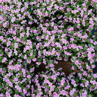 6'' Portulacaria Afra, Rare Live Succulent Plants
