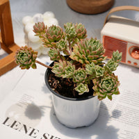 5'' Sedeveria Markus Variegated, Rare Live Succulent Plants