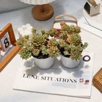 5'' Sedeveria Markus Variegated, Rare Live Succulent Plants