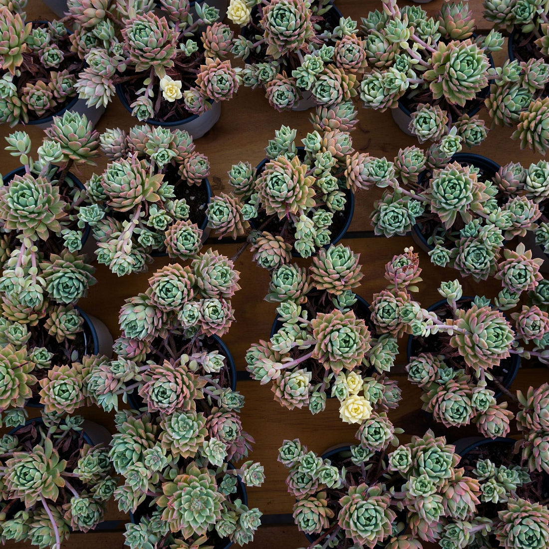 5'' Sedeveria Markus Variegated, Rare Live Succulent Plants