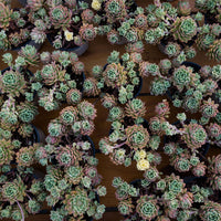 5'' Sedeveria Markus Variegated, Rare Live Succulent Plants