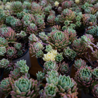 5'' Sedeveria Markus Variegated, Rare Live Succulent Plants