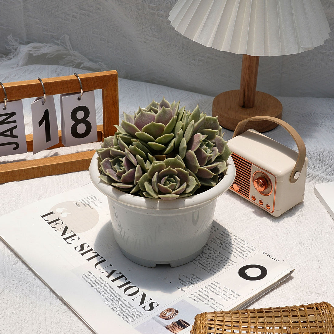 7'' Echeveria Lola, Rare Live Succulent Plants