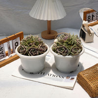 7'' Echeveria Lola, Rare Live Succulent Plants