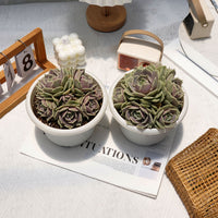 7'' Echeveria Lola, Rare Live Succulent Plants