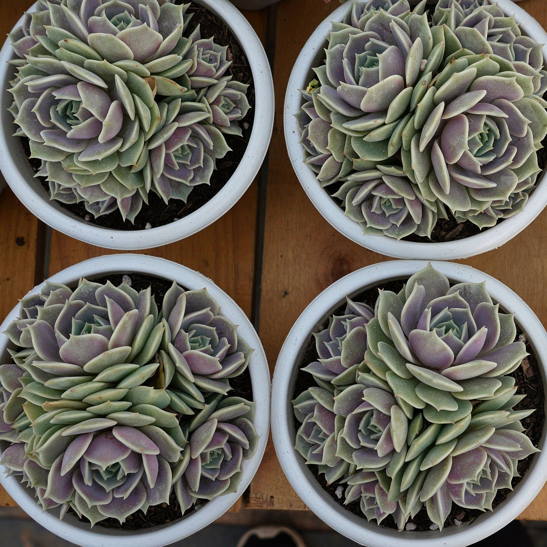 7'' Echeveria Lola, Rare Live Succulent Plants