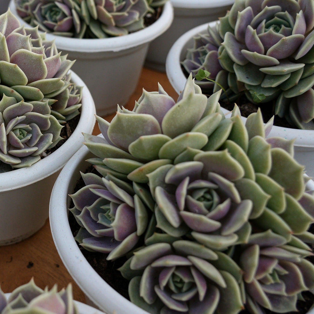 7'' Echeveria Lola, Rare Live Succulent Plants