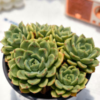 5'' Echeveria Salmon, Rare Live Succulent Plants