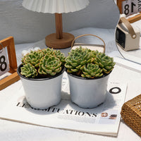 5'' Echeveria Salmon, Rare Live Succulent Plants