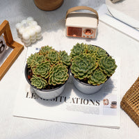 5'' Echeveria Salmon, Rare Live Succulent Plants