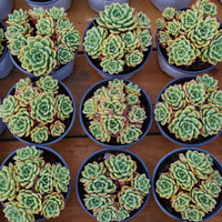 5'' Echeveria Salmon, Rare Live Succulent Plants