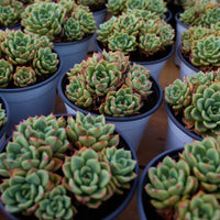 5'' Echeveria Salmon, Rare Live Succulent Plants