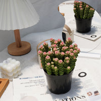 5'' Crassula Marnieriana, Rare Live Succulent Plants
