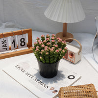 5'' Crassula Marnieriana, Rare Live Succulent Plants