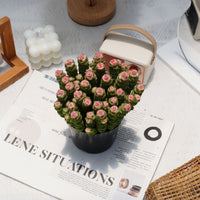 5'' Crassula Marnieriana, Rare Live Succulent Plants