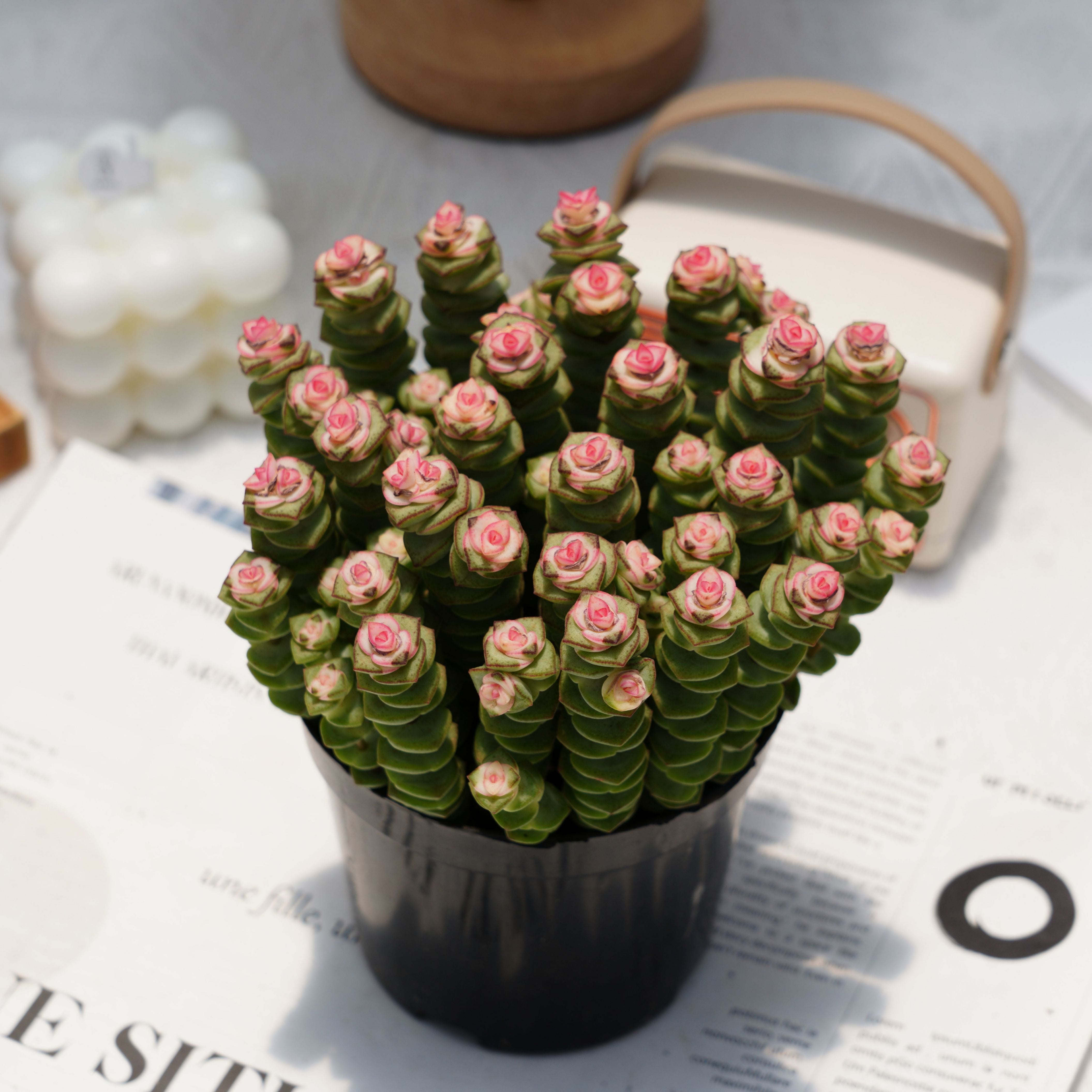 succulent plant sale 5'' Crassula Marnieriana, Rare Live Succulent Plants – cocosucculent