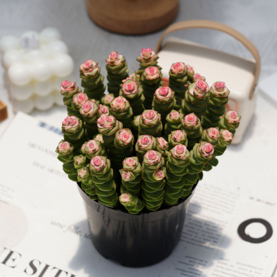5'' Crassula Marnieriana, Rare Live Succulent Plants