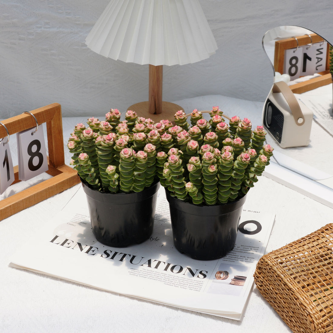 5'' Crassula Marnieriana, Rare Live Succulent Plants
